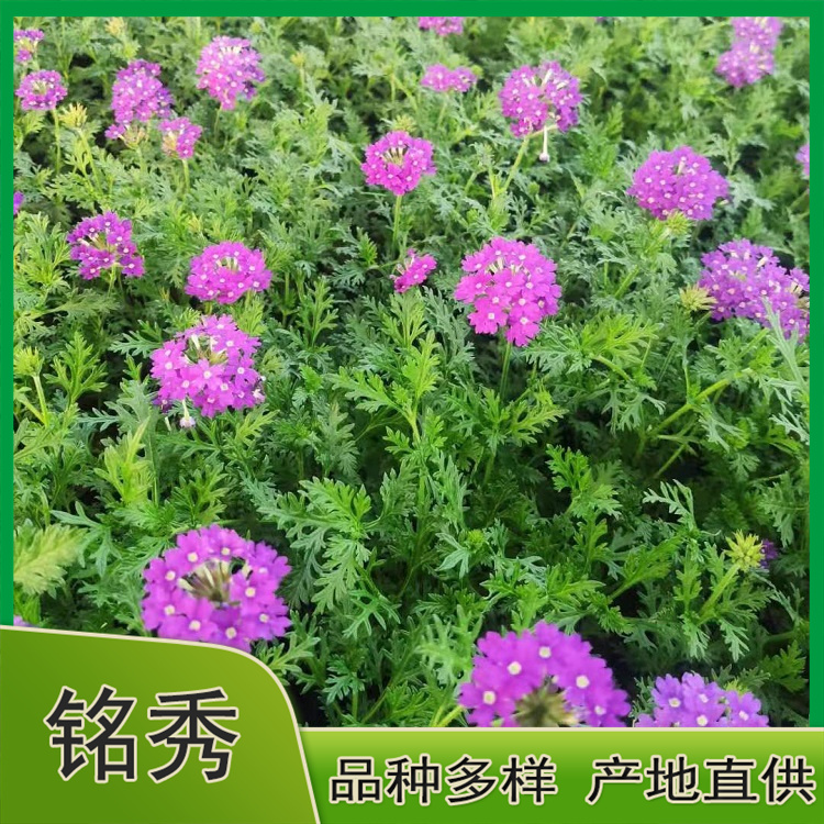 美女樱销售 价格实惠 山东美女樱