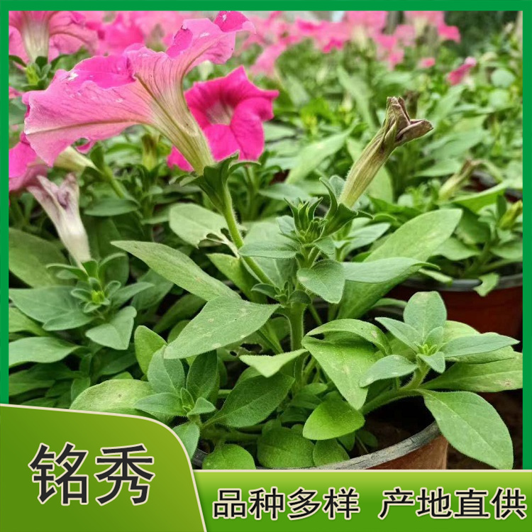 出售矮牵牛 矮牵牛报价 量大从优