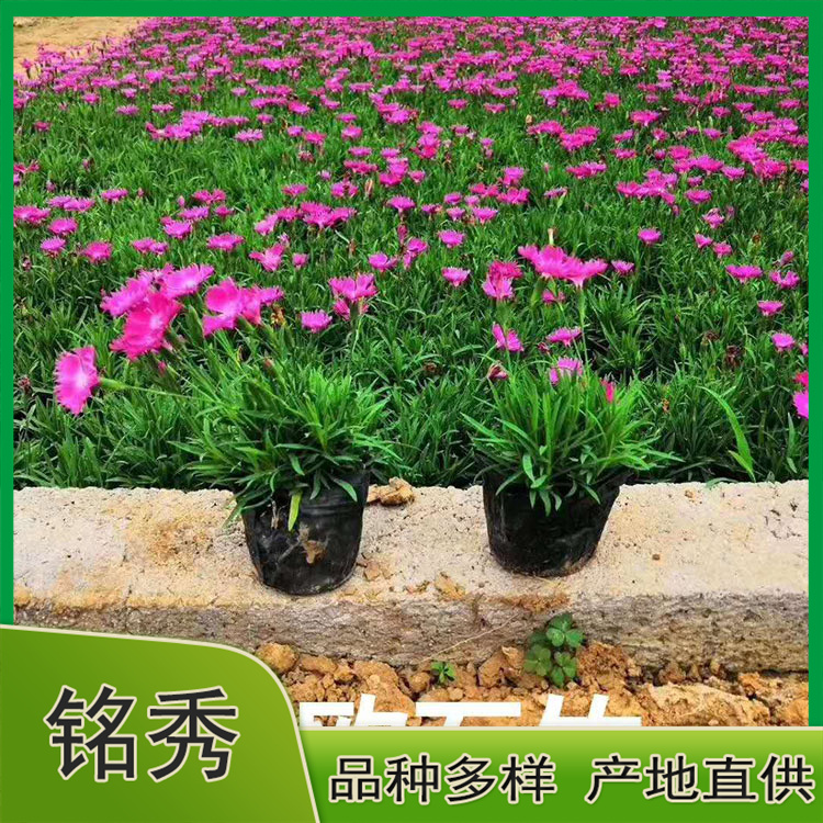量大优惠 欧石竹小苗 欧石竹批发