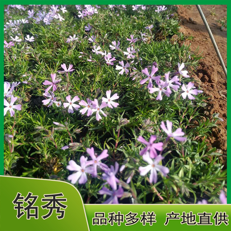 基地批发福禄考 福禄考出售 苗圃供应