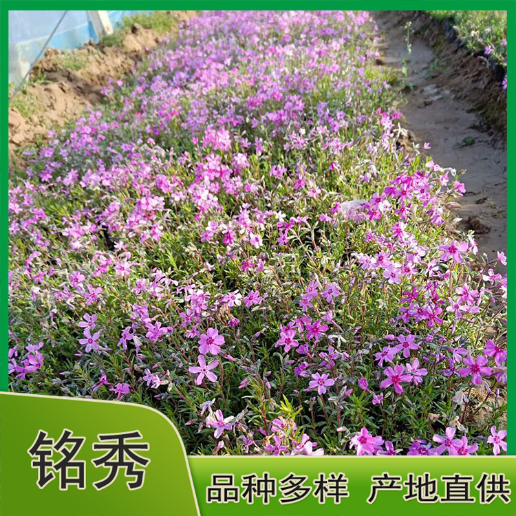 江苏福禄考 福禄考供货商 欢迎致电