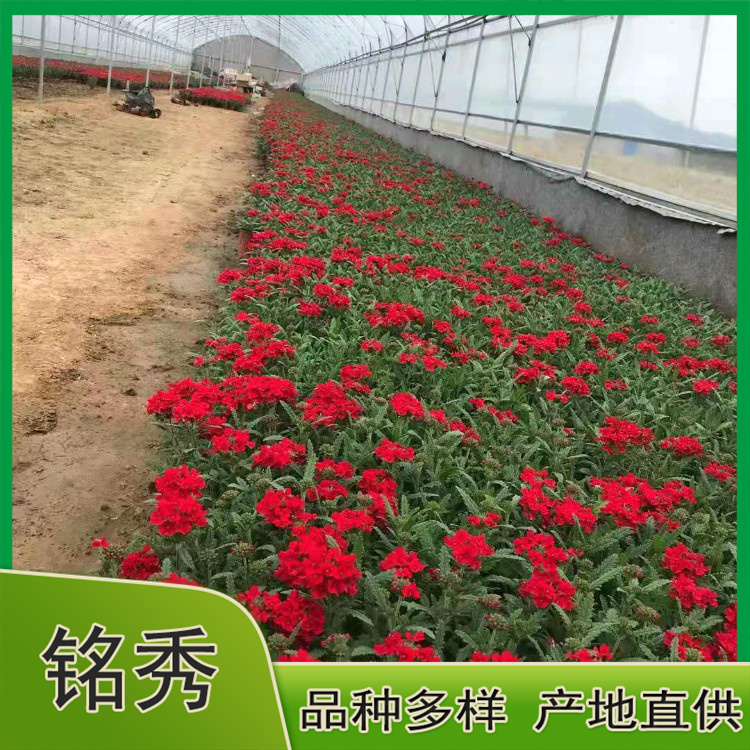 美女樱小苗报价 产地供应 山东美女樱小苗
