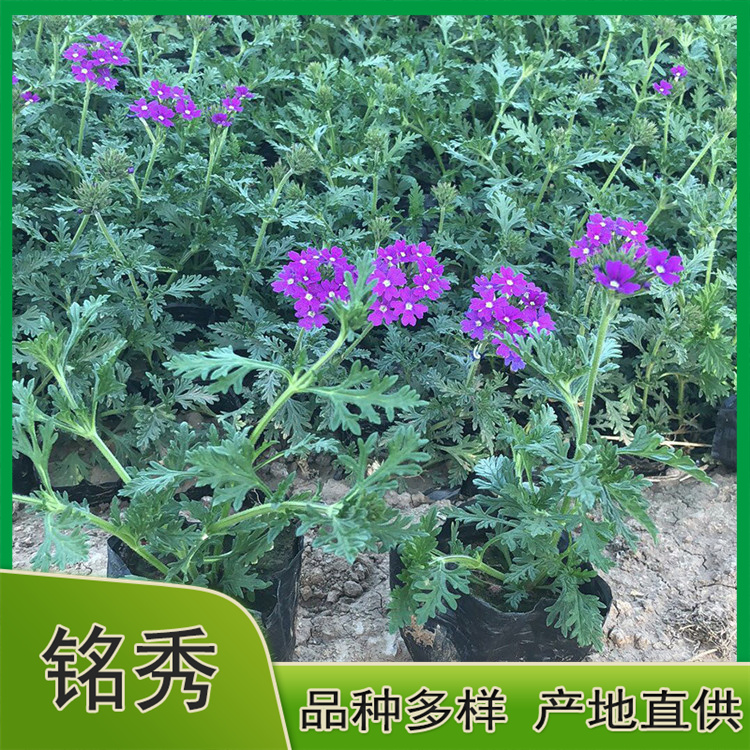 美女樱培育基地 采购基地 青州美女樱