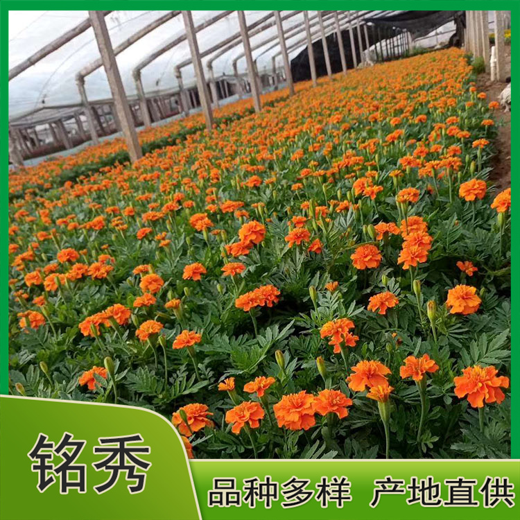 孔雀草小苗 苗圃直供孔雀草 孔雀草杯苗