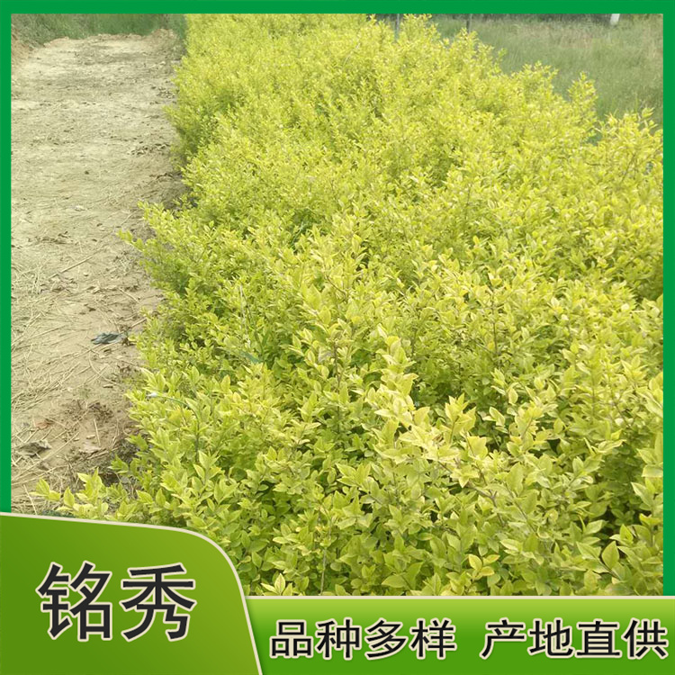 基地供应 绿化用金叶女贞行情 青州绿化用金叶女贞