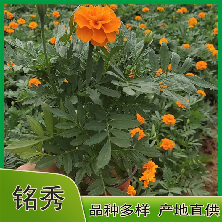 基地供应孔雀草 孔雀草报价 孔雀草价格