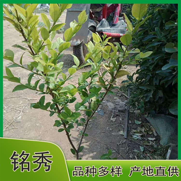 大量批发 金叶女贞小苗供货商 青州金叶女贞小苗