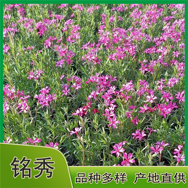 销售芝樱 芝樱供应商 基地直供