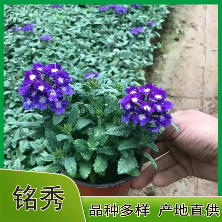 美女樱种苗批发商 价格实惠 山东美女樱种苗