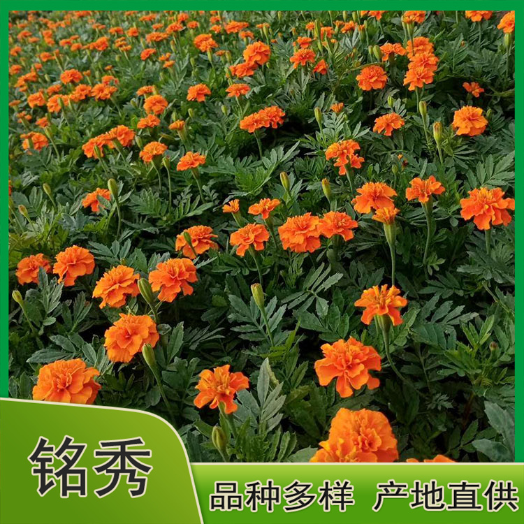 山东双色盆孔雀草 双色盆孔雀草供货商 铭秀花卉