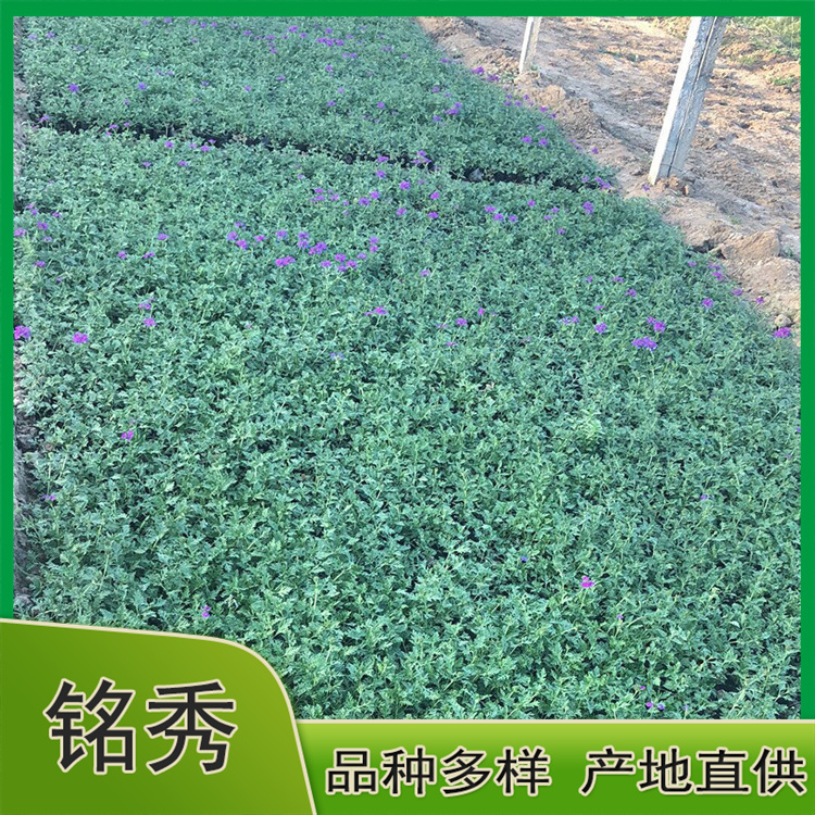美女樱小苗批发 采购基地 山东美女樱小苗