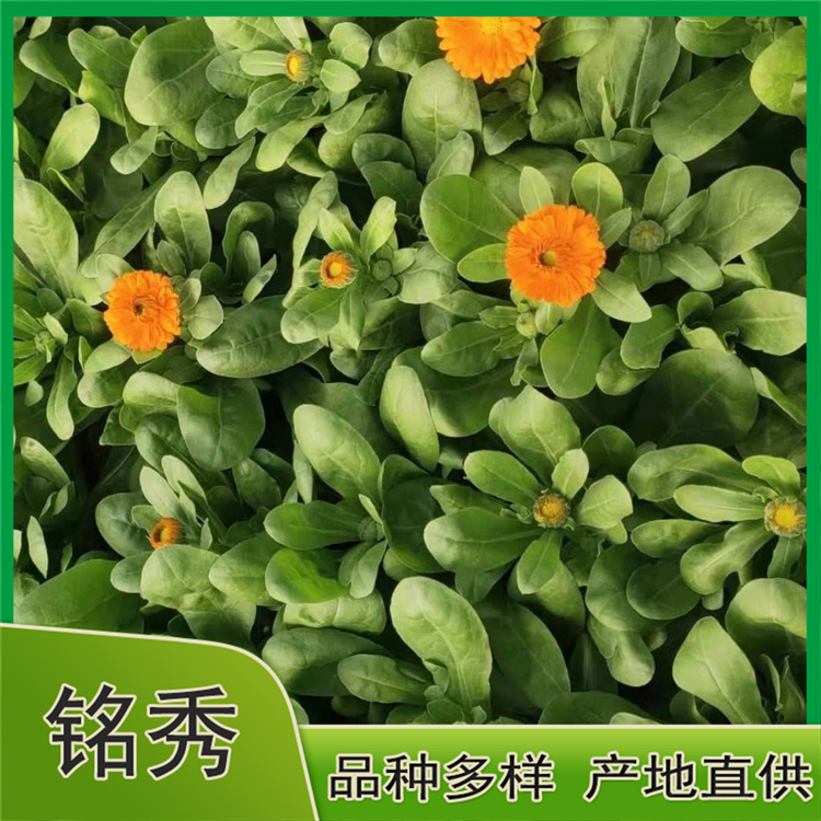 长期供应金盏菊 金盏菊种植基地 铭秀花卉