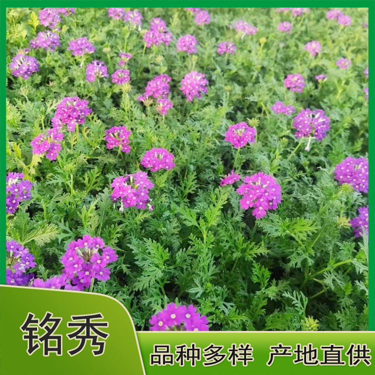 美女樱小苗培育基地 花海专用 山东美女樱小苗