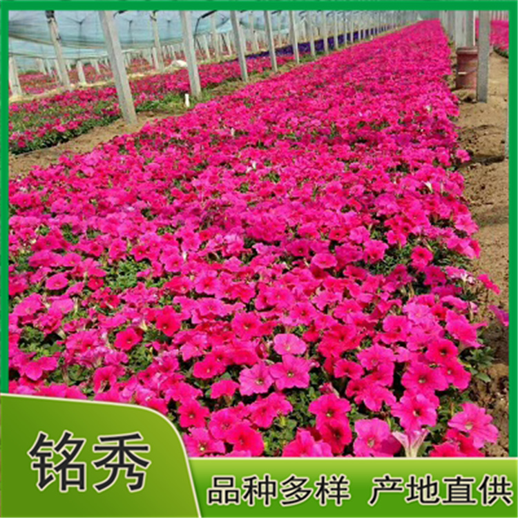销售矮牵牛 矮牵牛报价 苗圃基地批发