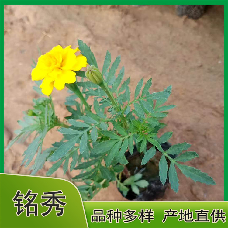 山东孔雀草 孔雀草供应 欢迎咨询