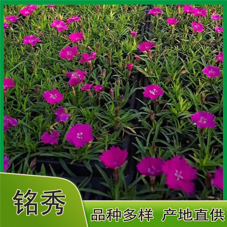 销售好苗 欧石竹 欧石竹供应商