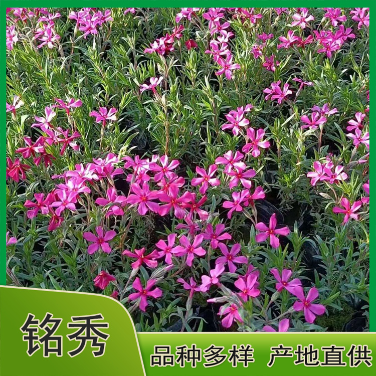 甘肃丛生福禄考 丛生福禄考报价 价格优惠