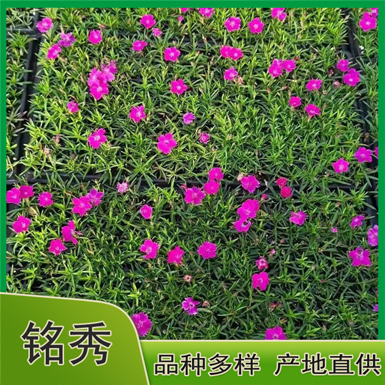 基地供应 欧石竹小苗 欧石竹供货商