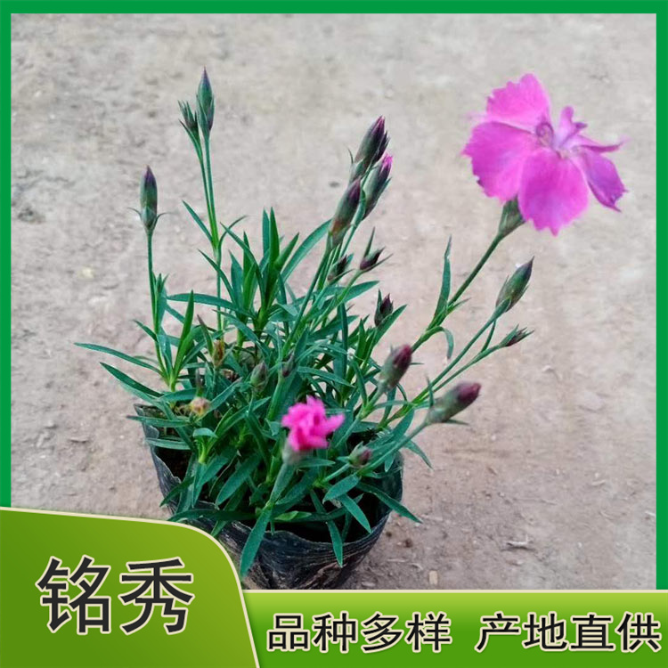 基地供应 欧石竹 欧石竹供货商