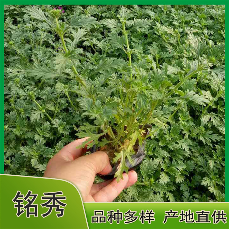 美女樱销售 美女樱花海 青州美女樱