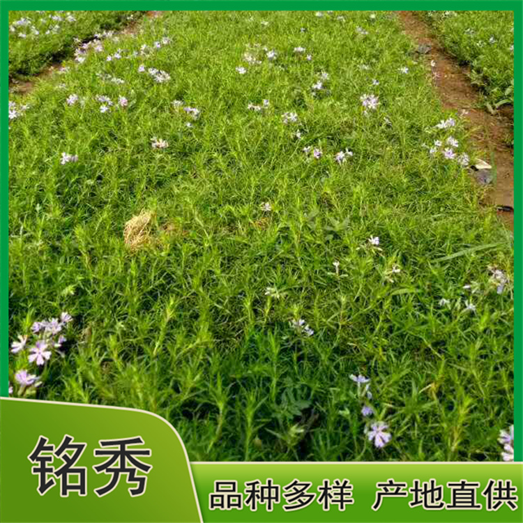 长期出售芝樱 芝樱基地 欢迎咨询