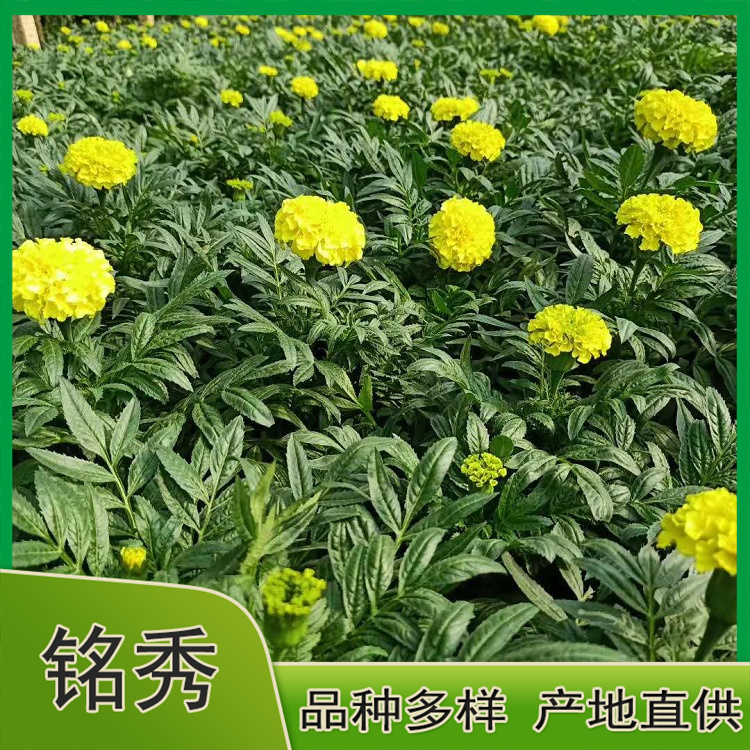 出售孔雀草 孔雀草报价 苗圃供应