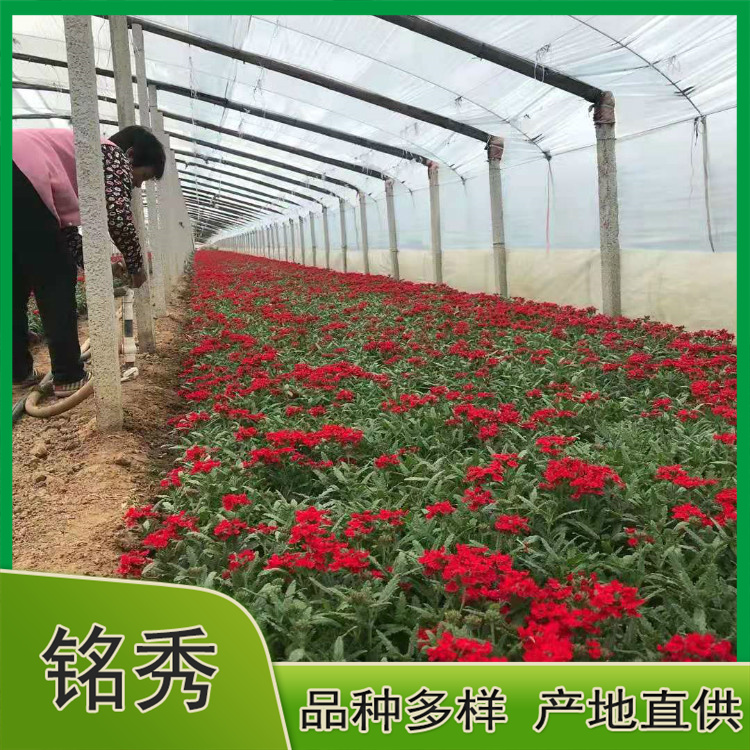 美女樱小苗 出售双色盆美女樱 价格优惠