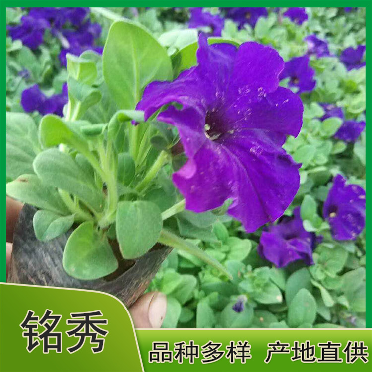 基地供应矮牵牛 矮牵牛供货商 多色矮牵牛