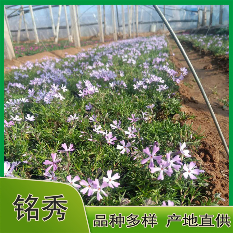 长期出售丛生福禄考 丛生福禄考价格 苗圃供应