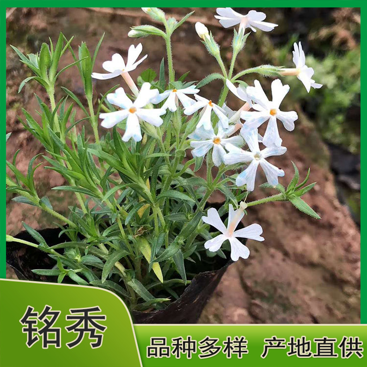 江苏丛生福禄考 丛生福禄考出售 苗圃供应