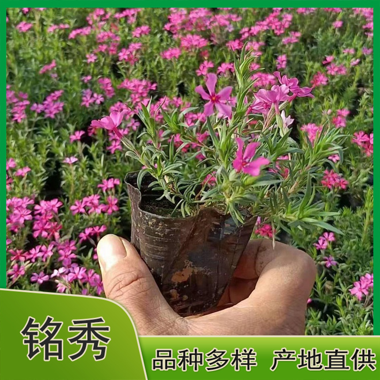 供应丛生福禄考 丛生福禄考供应商 欢迎咨询