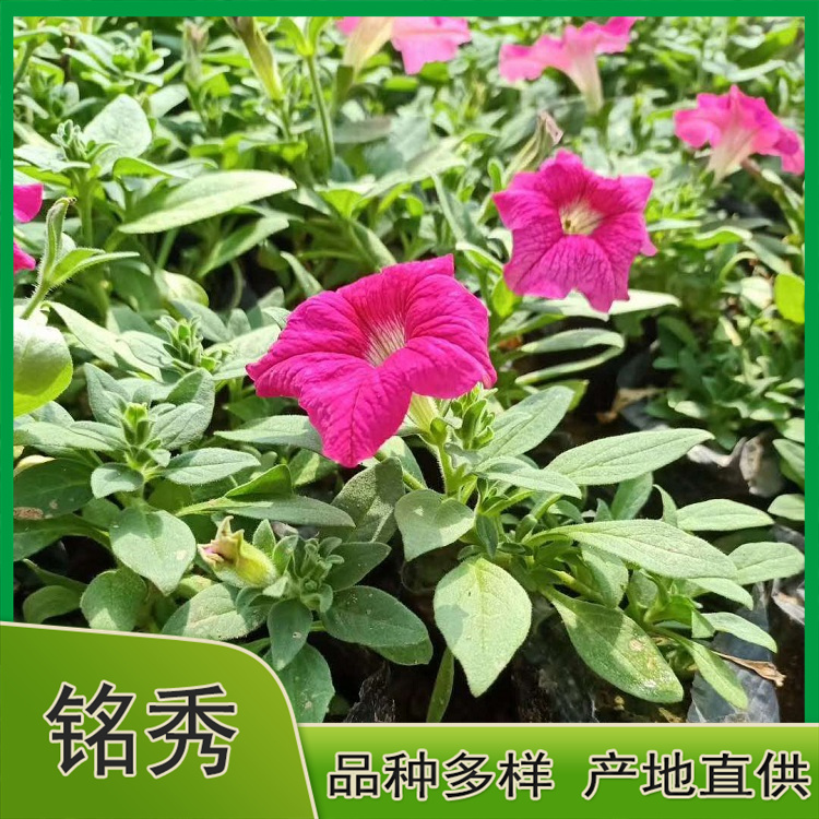 青州矮牵牛 矮牵牛小苗 欢迎咨询