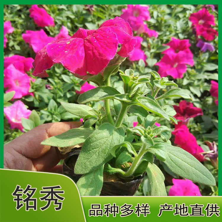 出售矮牵牛 矮牵牛报价 多色矮牵牛