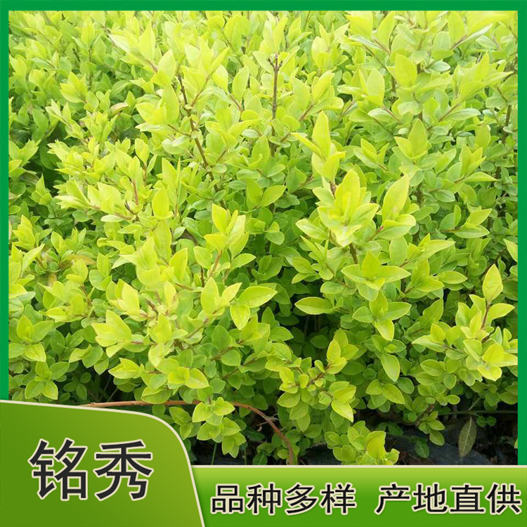 绿化工程苗 绿化用金叶女贞批发 山东绿化用金叶女贞