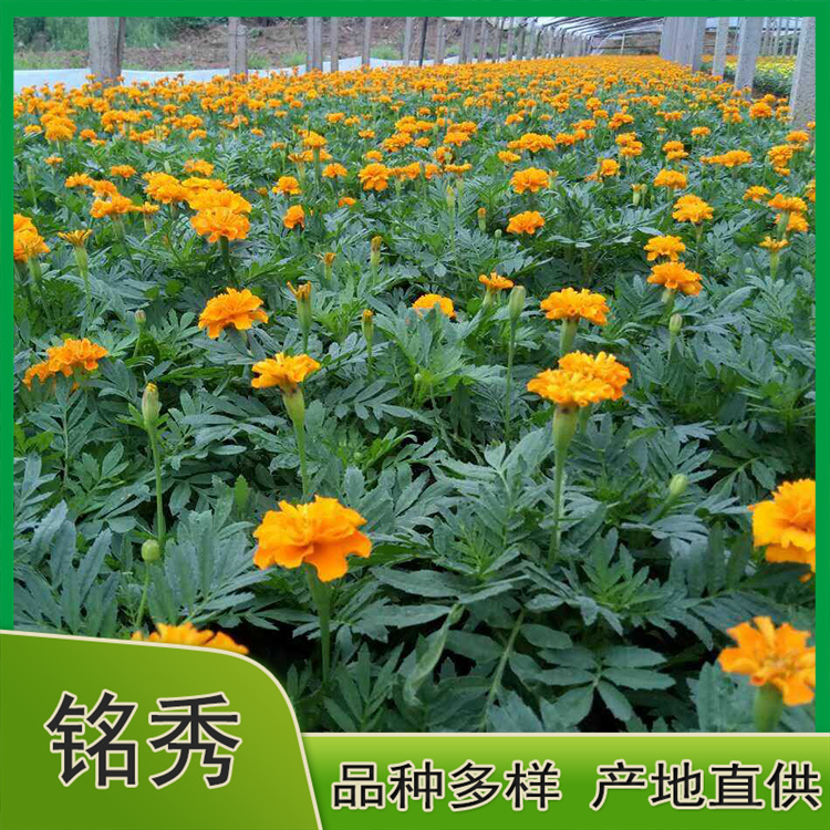 山东双色盆孔雀草 双色盆孔雀草种植基地 苗圃供应