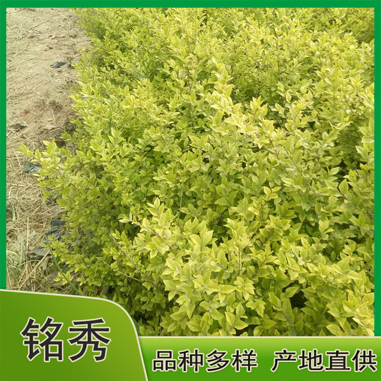 基地供应 金叶女贞种植基地 山东金叶女贞