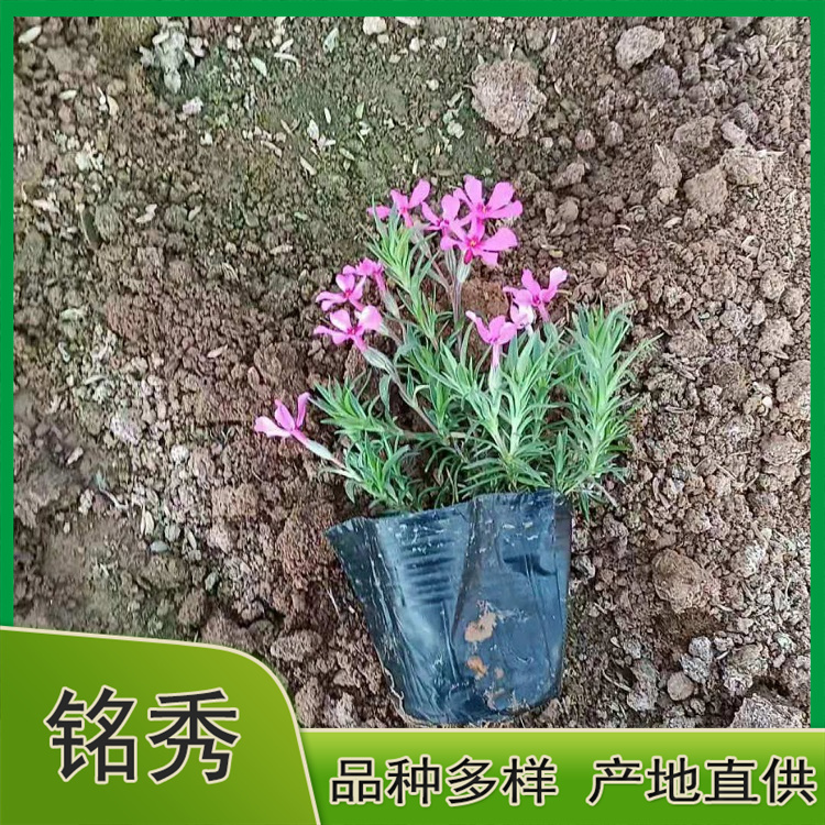 山东芝樱 芝樱种植基地 基地直供