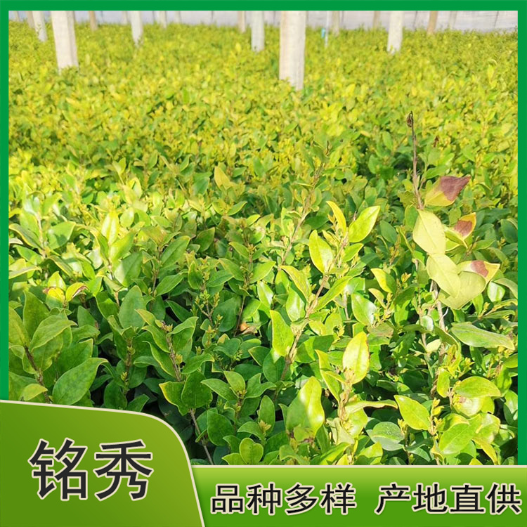 基地直售 金森女贞绿化苗 金森女贞批发