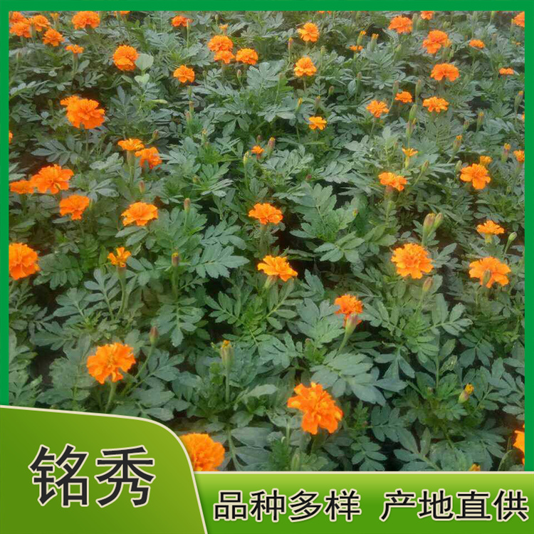 基地直销双色盆孔雀草 双色盆孔雀草价格 苗圃供应