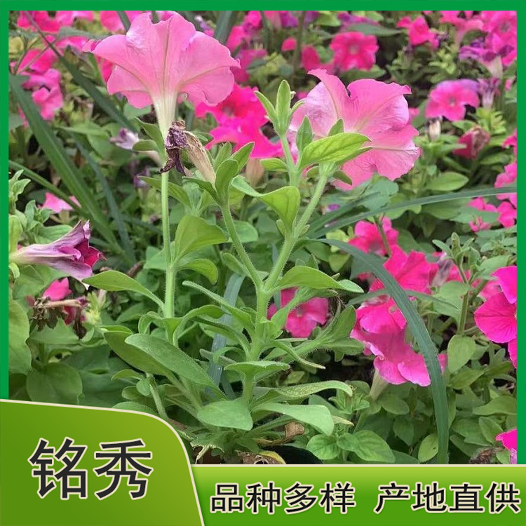 青州矮牵牛 矮牵牛杯苗 苗圃基地批发