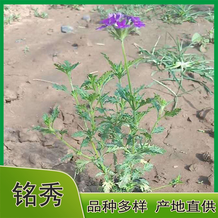 美女樱种苗批发 采购基地 青州美女樱种苗