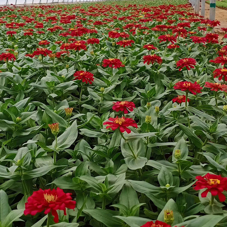 百日草供应商 园林景观工程 山东草花 百日菊