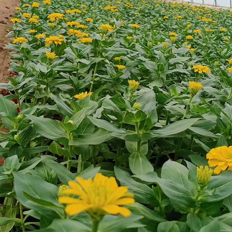 百日草培育基地 基地供应 青州草花 百日草小苗
