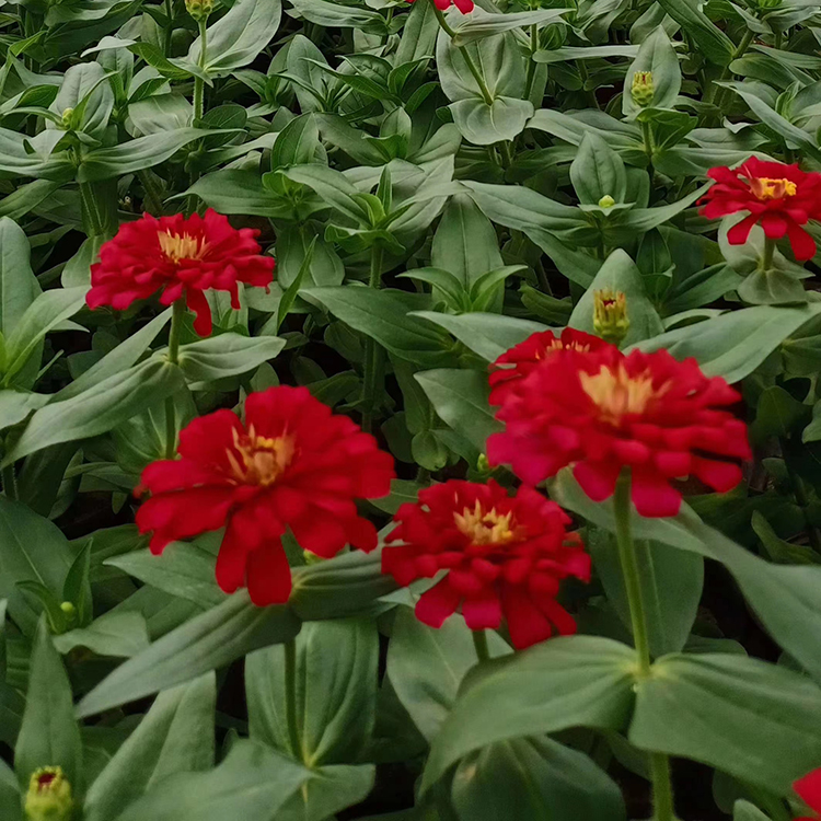 百日草培育基地 苗圃批发 青州草花 百日菊