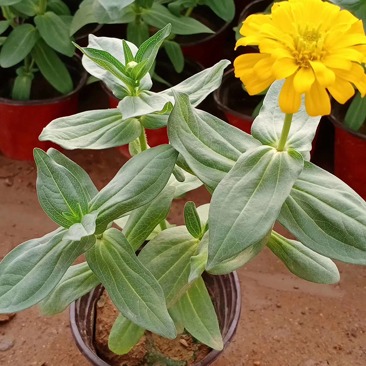 百日草供应商 基地供应 青州草花 百日草小苗
