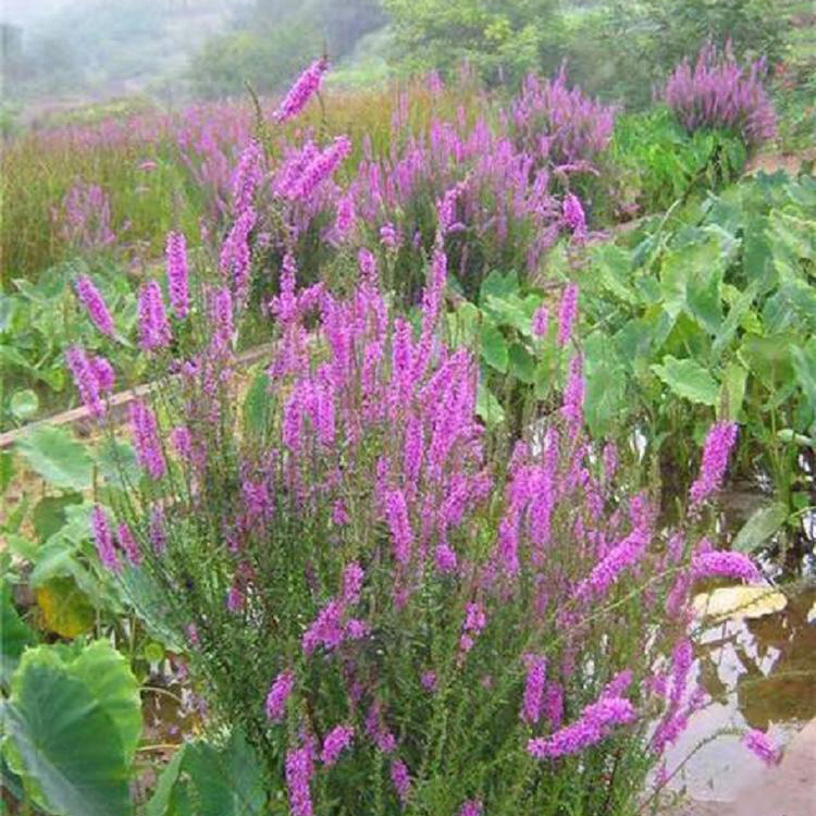 大量批发 千屈菜 千屈菜小苗御景供应