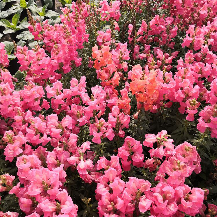 供应四季开花金鱼草 大量供应金鱼草工程苗 夏杰花卉 基地常年批发