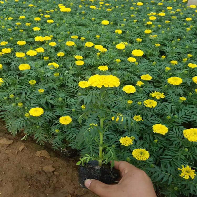 海南孔雀草批发   盆栽孔雀草出售  夏杰花卉