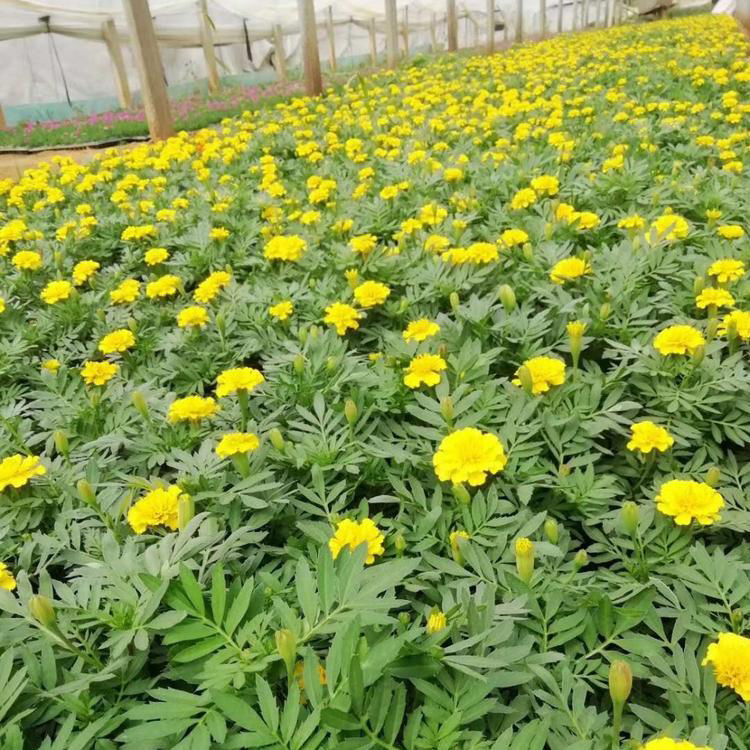 孔雀草耐寒花卉 节庆租摆观赏孔雀草 夏杰花卉 基地发货