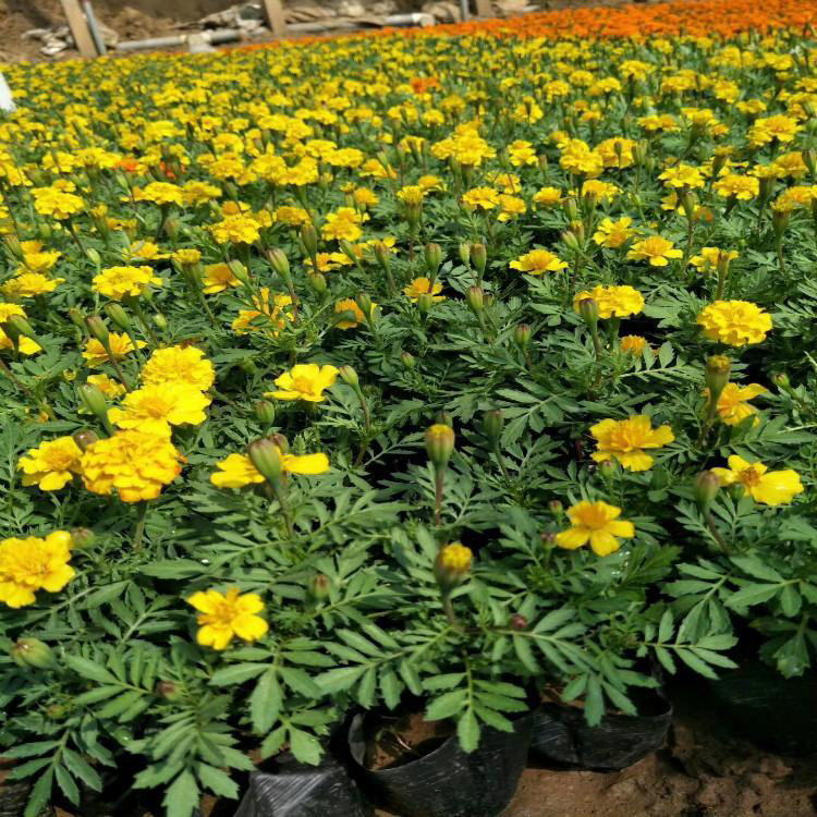 供应草花孔雀草 四季草花孔雀草 夏杰花卉 基地发货